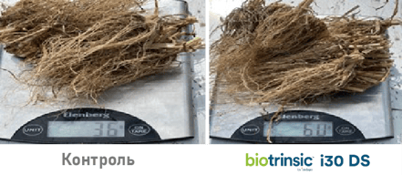 Root Weight i30